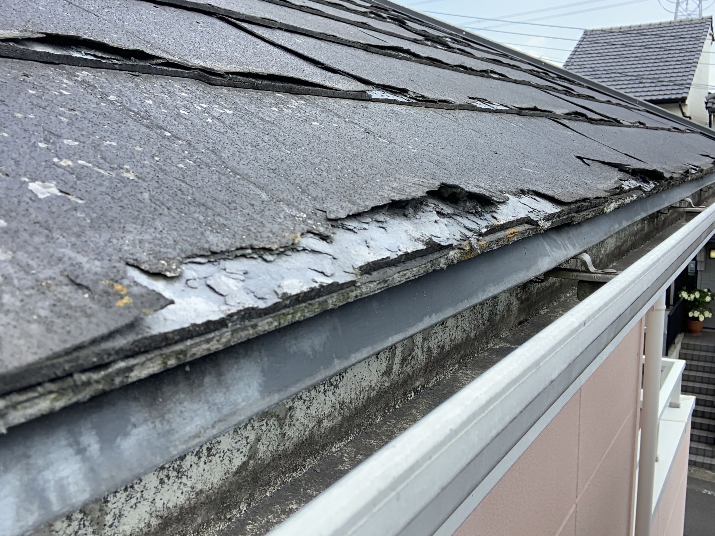 ニチハ　パミール